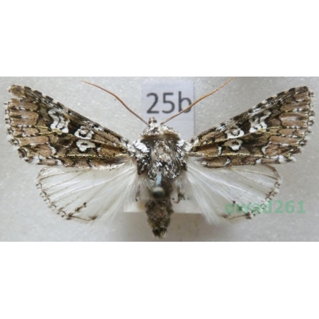 Lamprosticta culta (Denis & Schiffermüller, 1775) Slovakia25b